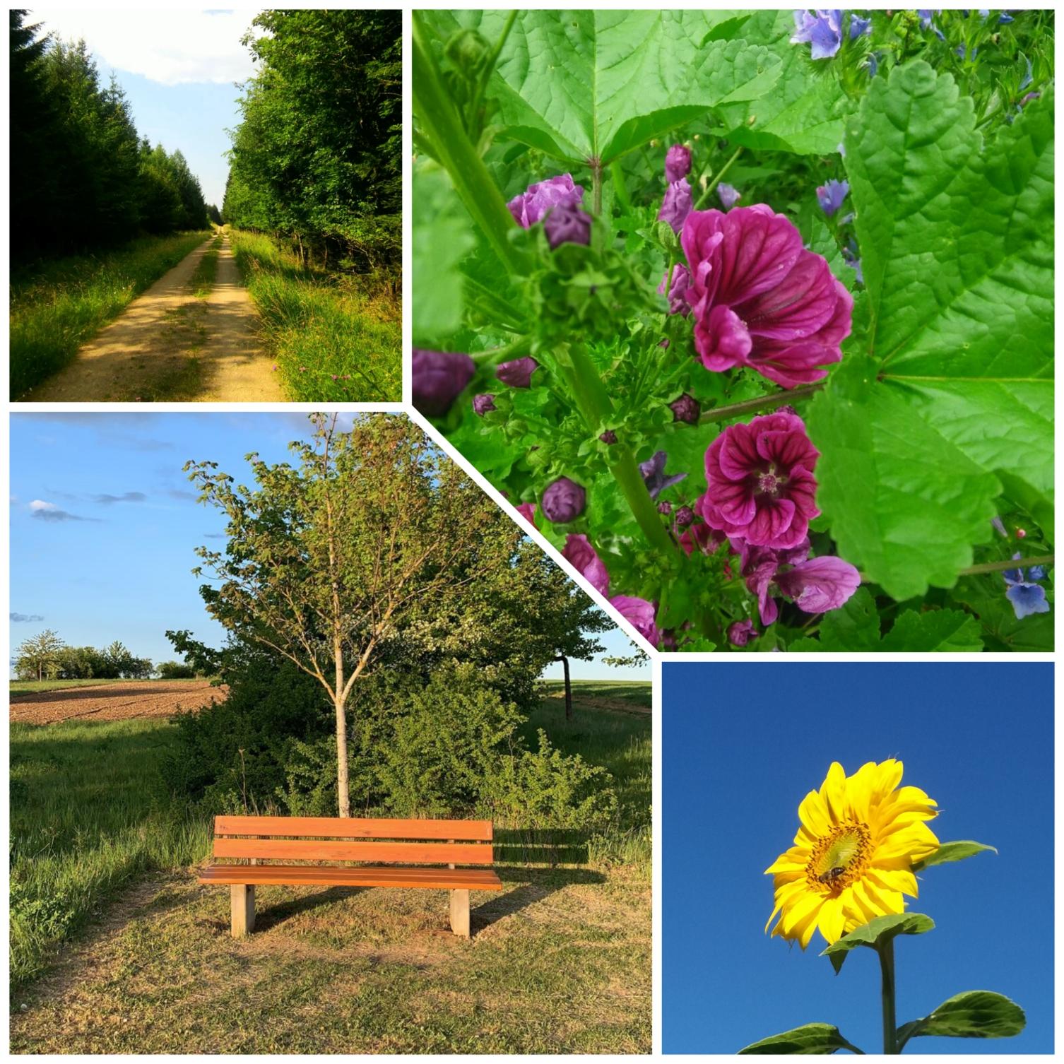 Collage Sommerwanderung (c) S.Lorse