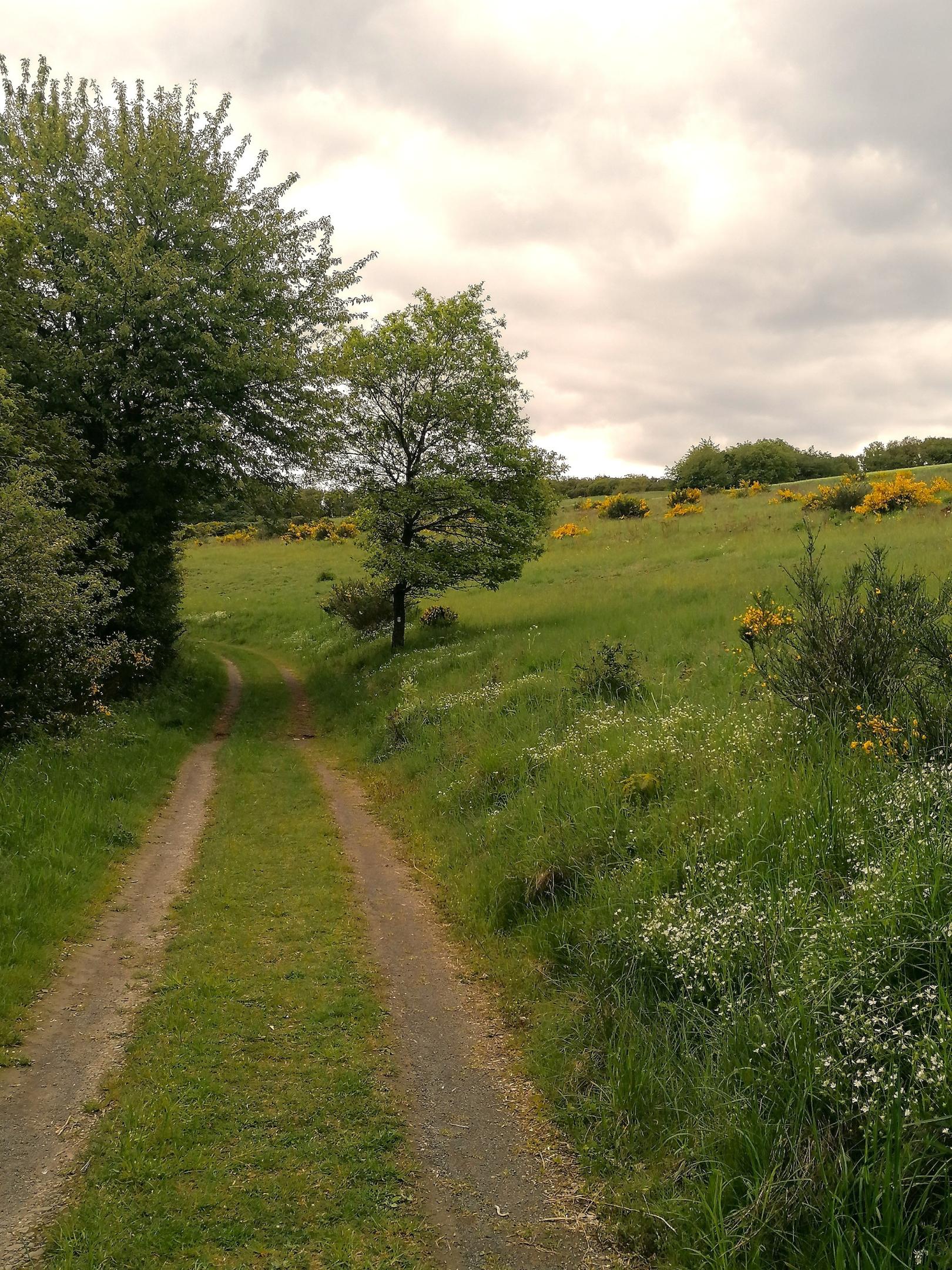 Wanderweg (c) Andrea Felden
