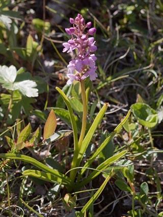 Mücken-Händelwurz 20180617 (c) Fred Müller
